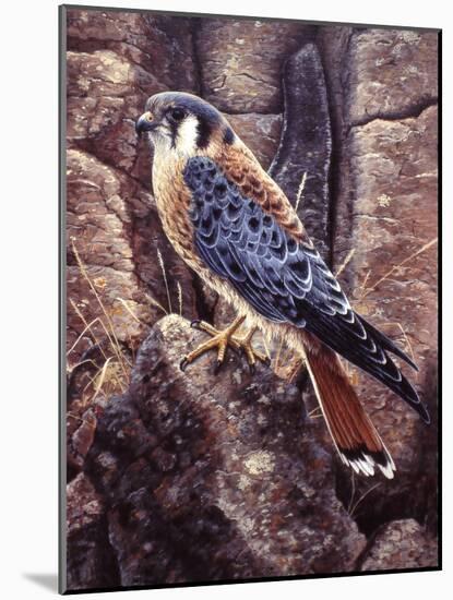 Kestral-Jeff Tift-Mounted Giclee Print