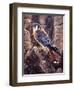 Kestral-Jeff Tift-Framed Giclee Print