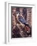 Kestral-Jeff Tift-Framed Giclee Print