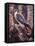 Kestral-Jeff Tift-Framed Stretched Canvas