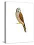 Kestrel, 2011-Ele Grafton-Stretched Canvas