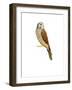 Kestrel, 2011-Ele Grafton-Framed Giclee Print