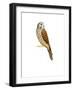 Kestrel, 2011-Ele Grafton-Framed Giclee Print