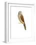 Kestrel, 2011-Ele Grafton-Framed Giclee Print