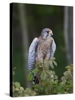 Kestrel, Captive, United Kingdom, Europe-Toon Ann & Steve-Stretched Canvas