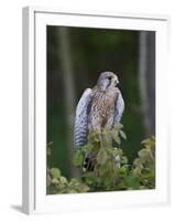 Kestrel, Captive, United Kingdom, Europe-Toon Ann & Steve-Framed Photographic Print