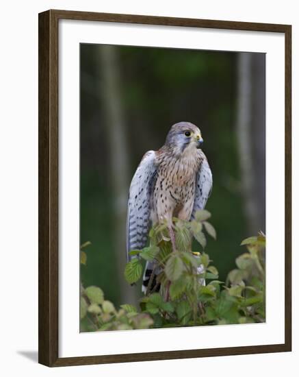 Kestrel, Captive, United Kingdom, Europe-Toon Ann & Steve-Framed Photographic Print