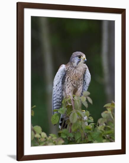 Kestrel, Captive, United Kingdom, Europe-Toon Ann & Steve-Framed Photographic Print