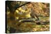 Kestrel, Falco Tinnunculus, Female-Andreas Keil-Stretched Canvas