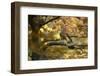 Kestrel, Falco Tinnunculus, Female-Andreas Keil-Framed Photographic Print