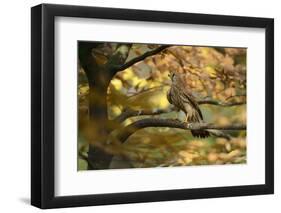 Kestrel, Falco Tinnunculus, Female-Andreas Keil-Framed Photographic Print