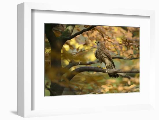 Kestrel, Falco Tinnunculus, Female-Andreas Keil-Framed Photographic Print