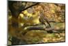 Kestrel, Falco Tinnunculus, Female-Andreas Keil-Mounted Photographic Print