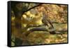Kestrel, Falco Tinnunculus, Female-Andreas Keil-Framed Stretched Canvas