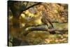 Kestrel, Falco Tinnunculus, Female-Andreas Keil-Stretched Canvas