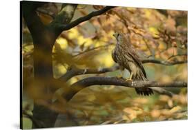 Kestrel, Falco Tinnunculus, Female-Andreas Keil-Stretched Canvas