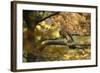 Kestrel, Falco Tinnunculus, Female-Andreas Keil-Framed Photographic Print