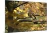 Kestrel, Falco Tinnunculus, Female-Andreas Keil-Mounted Photographic Print