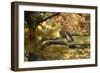 Kestrel, Falco Tinnunculus, Female-Andreas Keil-Framed Photographic Print