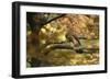 Kestrel, Falco Tinnunculus, Female-Andreas Keil-Framed Photographic Print