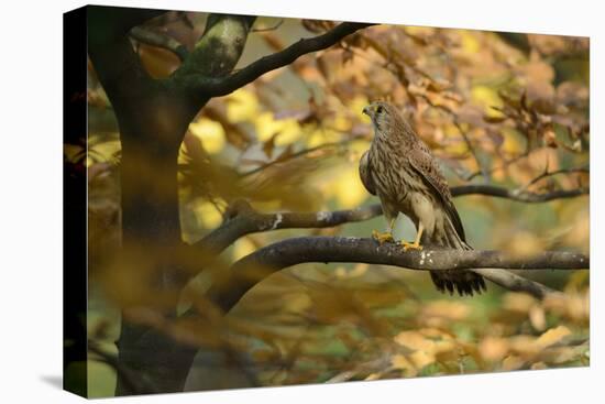 Kestrel, Falco Tinnunculus, Female-Andreas Keil-Stretched Canvas