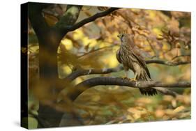 Kestrel, Falco Tinnunculus, Female-Andreas Keil-Stretched Canvas