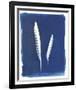 Kestrel Feathers-Sarah Cheyne-Framed Giclee Print