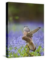 Kestrel Female Landing on Stump in Bluebell Wood-null-Stretched Canvas