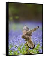 Kestrel Female Landing on Stump in Bluebell Wood-null-Framed Stretched Canvas