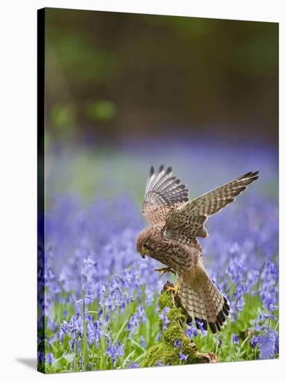 Kestrel Female Landing on Stump in Bluebell Wood-null-Stretched Canvas