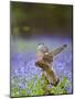 Kestrel Female Landing on Stump in Bluebell Wood-null-Mounted Premium Photographic Print