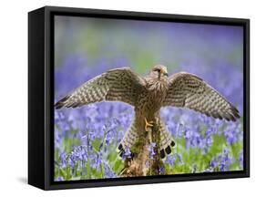 Kestrel Female Landing on Stump in Bluebell Wood-null-Framed Stretched Canvas