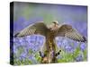 Kestrel Female Landing on Stump in Bluebell Wood-null-Stretched Canvas