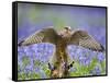 Kestrel Female Landing on Stump in Bluebell Wood-null-Framed Stretched Canvas