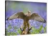 Kestrel Female Landing on Stump in Bluebell Wood-null-Stretched Canvas