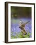 Kestrel Female Landing on Stump in Bluebell Wood-null-Framed Photographic Print