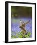 Kestrel Female Landing on Stump in Bluebell Wood-null-Framed Photographic Print