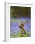 Kestrel Female Landing on Stump in Bluebell Wood-null-Framed Photographic Print