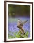 Kestrel Female Landing on Stump in Bluebell Wood-null-Framed Photographic Print