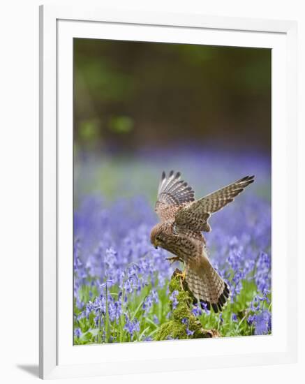 Kestrel Female Landing on Stump in Bluebell Wood-null-Framed Photographic Print