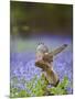 Kestrel Female Landing on Stump in Bluebell Wood-null-Mounted Photographic Print