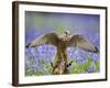 Kestrel Female Landing on Stump in Bluebell Wood-null-Framed Photographic Print