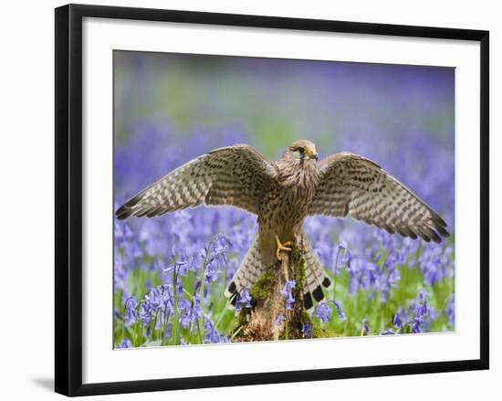 Kestrel Female Landing on Stump in Bluebell Wood-null-Framed Photographic Print