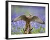 Kestrel Female Landing on Stump in Bluebell Wood-null-Framed Photographic Print