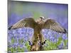 Kestrel Female Landing on Stump in Bluebell Wood-null-Mounted Photographic Print