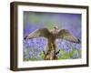 Kestrel Female Landing on Stump in Bluebell Wood-null-Framed Photographic Print