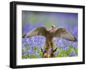 Kestrel Female Landing on Stump in Bluebell Wood-null-Framed Photographic Print