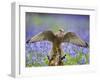 Kestrel Female Landing on Stump in Bluebell Wood-null-Framed Photographic Print