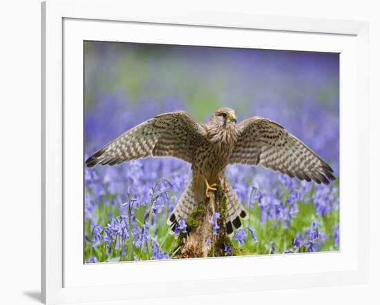 Kestrel Female Landing on Stump in Bluebell Wood-null-Framed Photographic Print