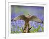 Kestrel Female Landing on Stump in Bluebell Wood-null-Framed Photographic Print